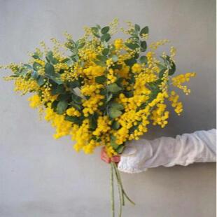 【新鲜圣诞花】云南基地现采圣诞花金合欢花黄色小花小众稀有花材