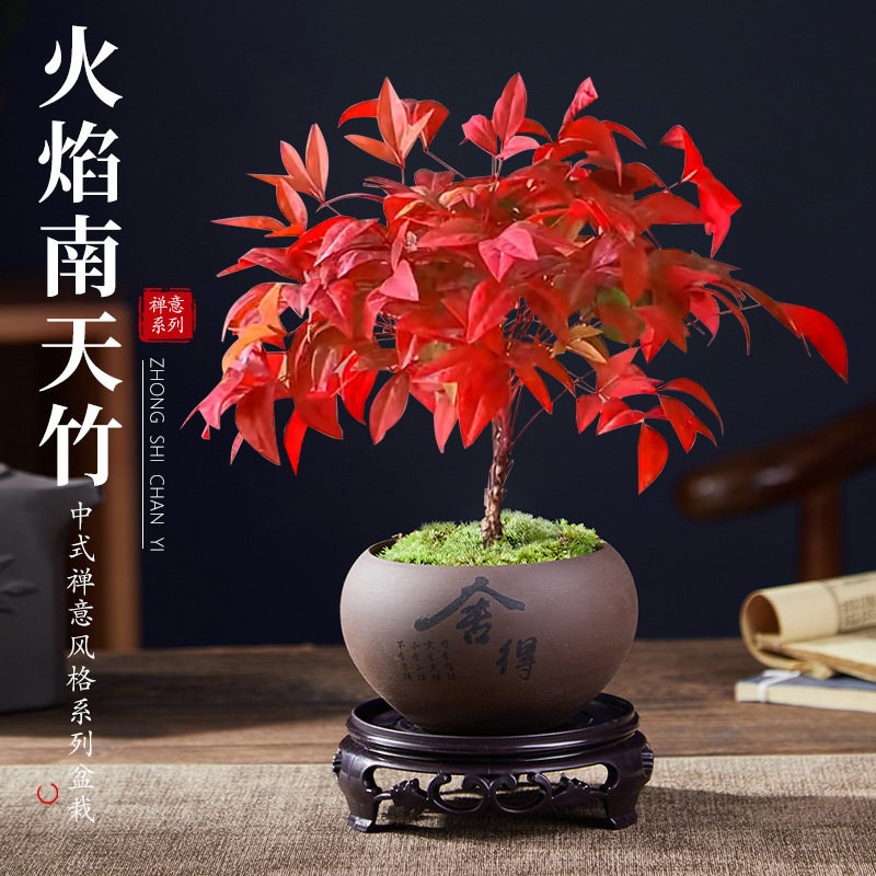 火焰南天竹盆栽观叶小盆景好养