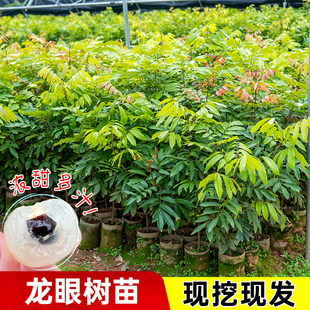 龙眼树苖石硖储良四季营养杯苗南方种植特大嫁接苗木庭院水果树苗