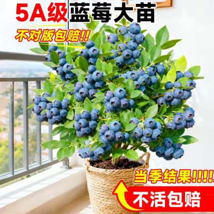 蓝莓树果苗带花或带果蓝莓盆栽南北方种植特大号果树阳台庭院种植