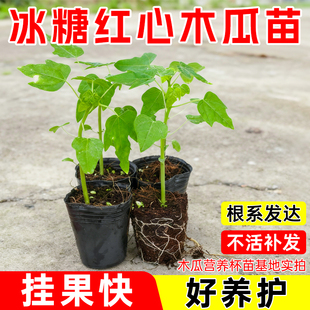精品木瓜树苗矮化高产冰糖红心木瓜四季种植盆栽地栽庭院当年结果