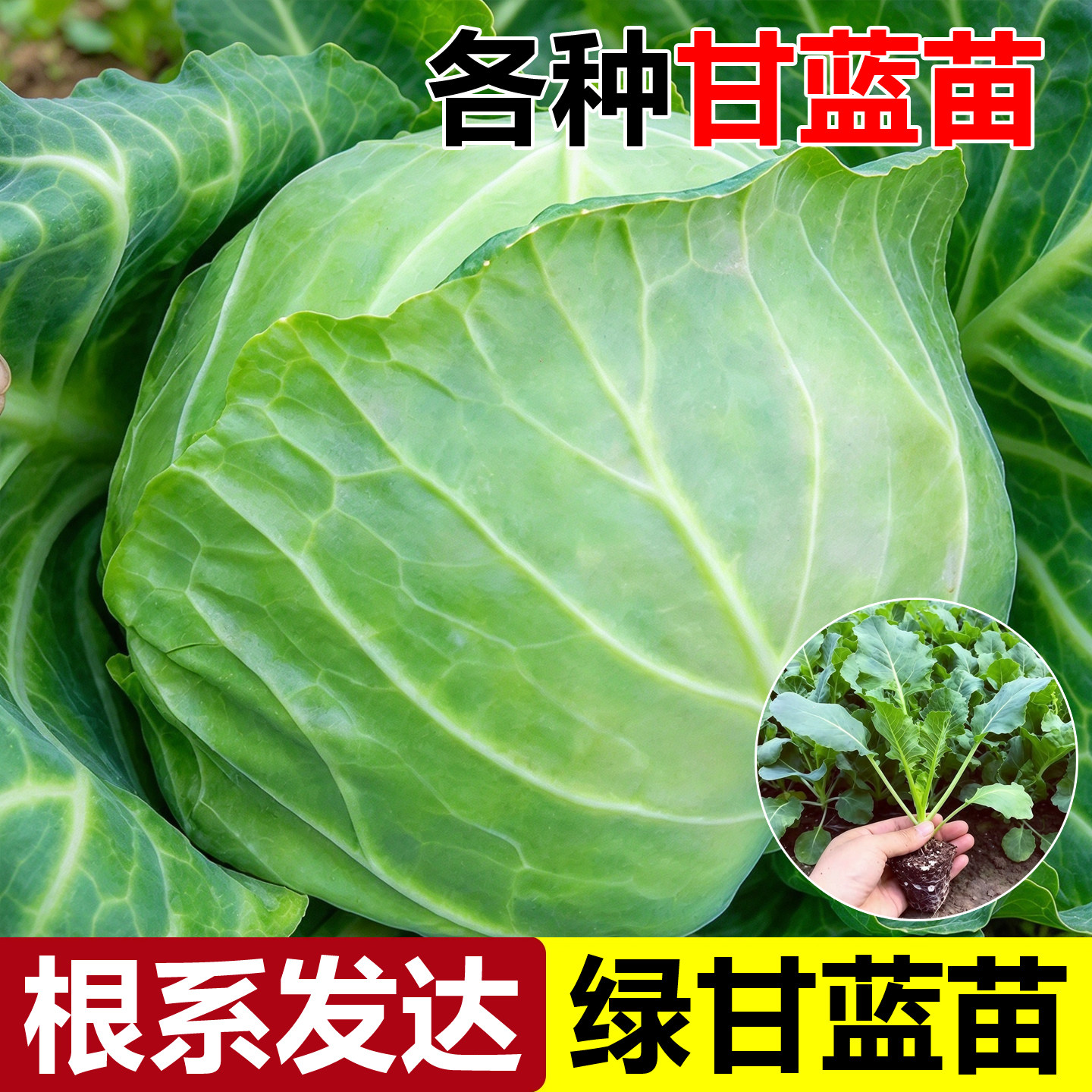 绿甘蓝苗包菜苗卷心菜苗小包菜薄皮脆甜圆白菜大头包心菜耐寒秧苗