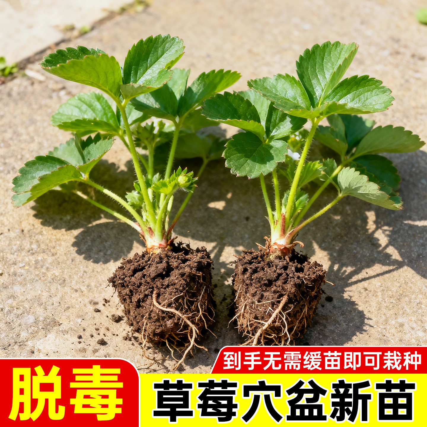 奶油红颜草莓穴盘苗当年果