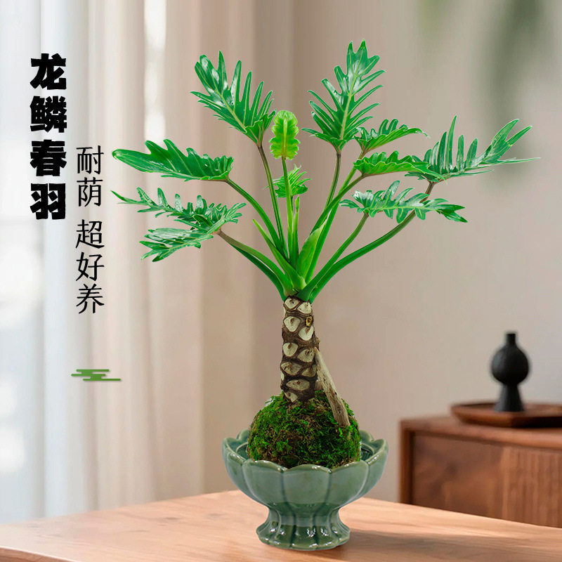 苔藓球龙鳞小天使桌面老桩观叶