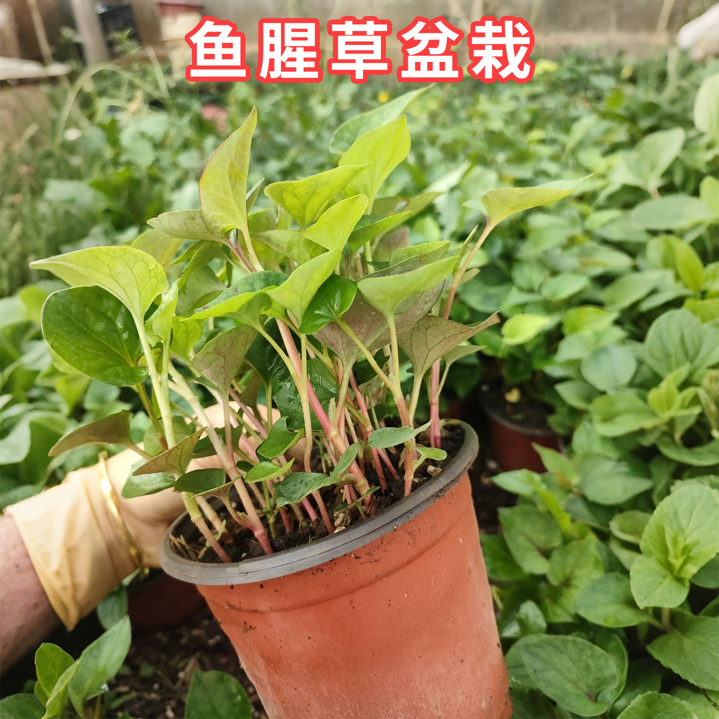 鱼腥草折耳根盆栽带侧耳可食用
