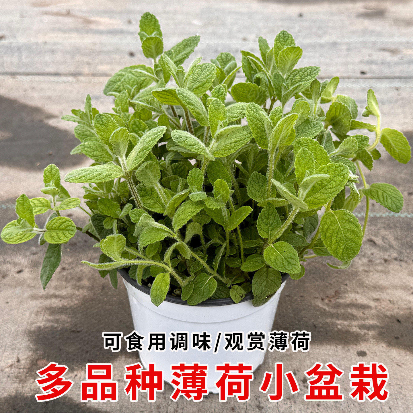 多品种薄荷盆栽可食用室内绿植客厅阳台清香驱蚊四季常青易种好养
