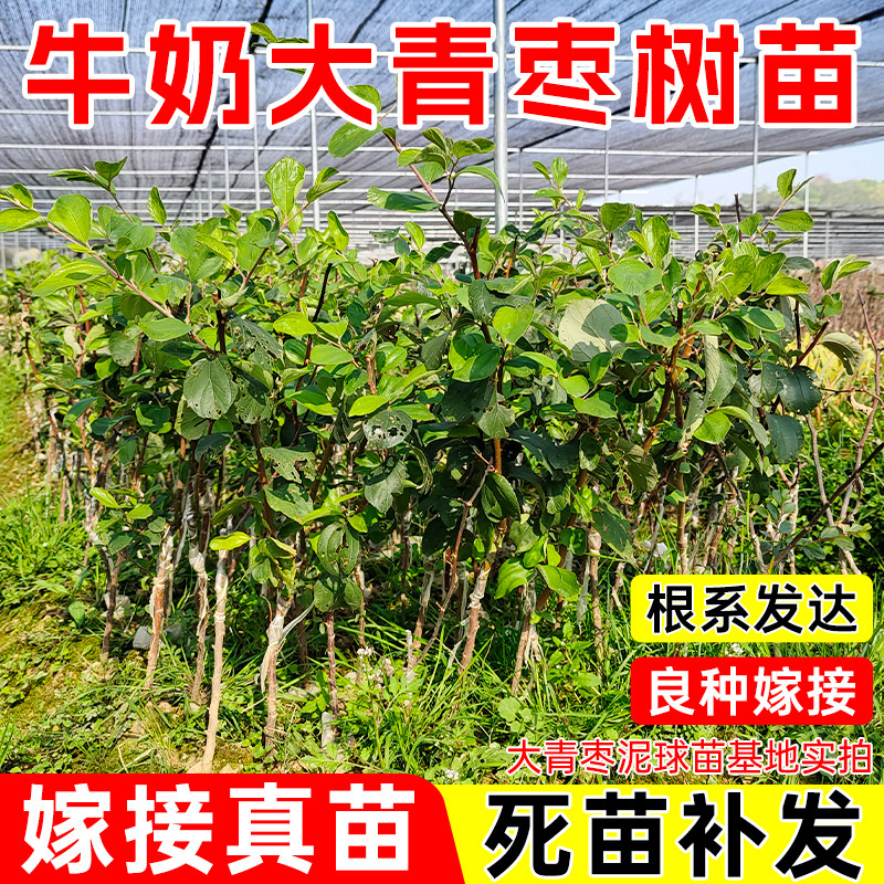 台湾大青枣树苗嫁接高产牛奶大青枣苗大果超甜果树苗南方北方耐寒