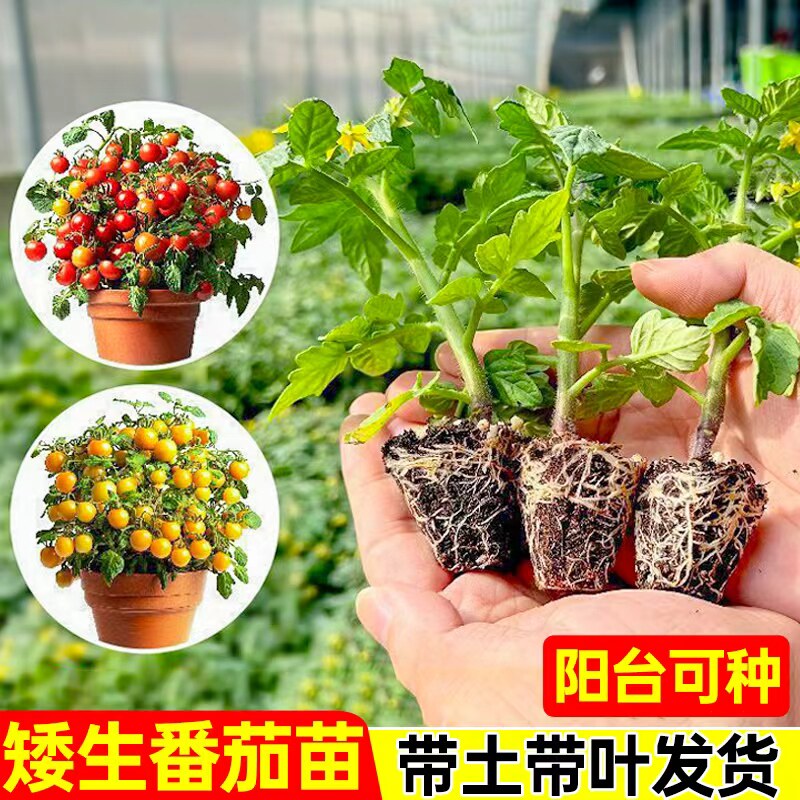 番茄苗圣女果苗西红柿茄子辣椒西瓜黄瓜苗蔬菜苗幼苗秧苗阳台庭院