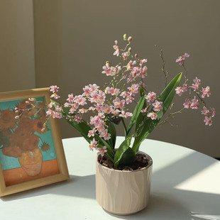 光宗粉文心兰梦香兰盆栽带花苞花卉植物室内花办公室观赏花卉绿植