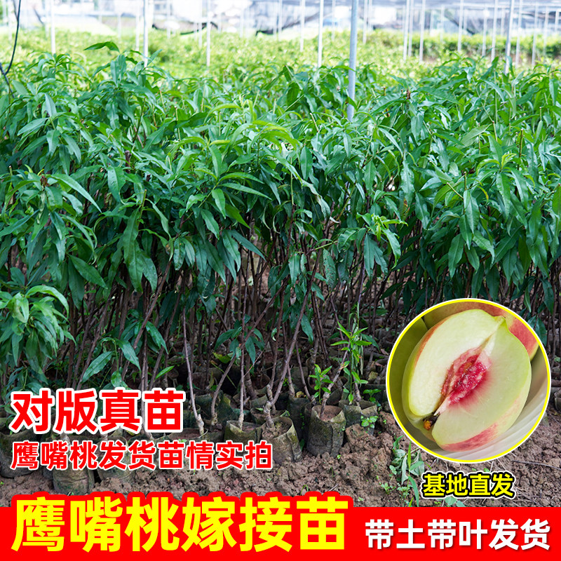 桃树果苗当年结果鹰嘴桃树果苗