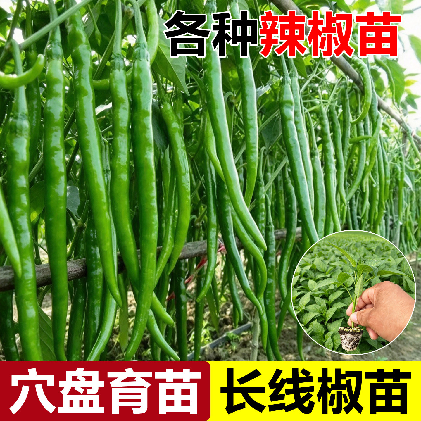 线椒苗红线椒二荆条苗特长椒杭椒蔬菜苗辣椒秧苗春秋四季阳台盆栽