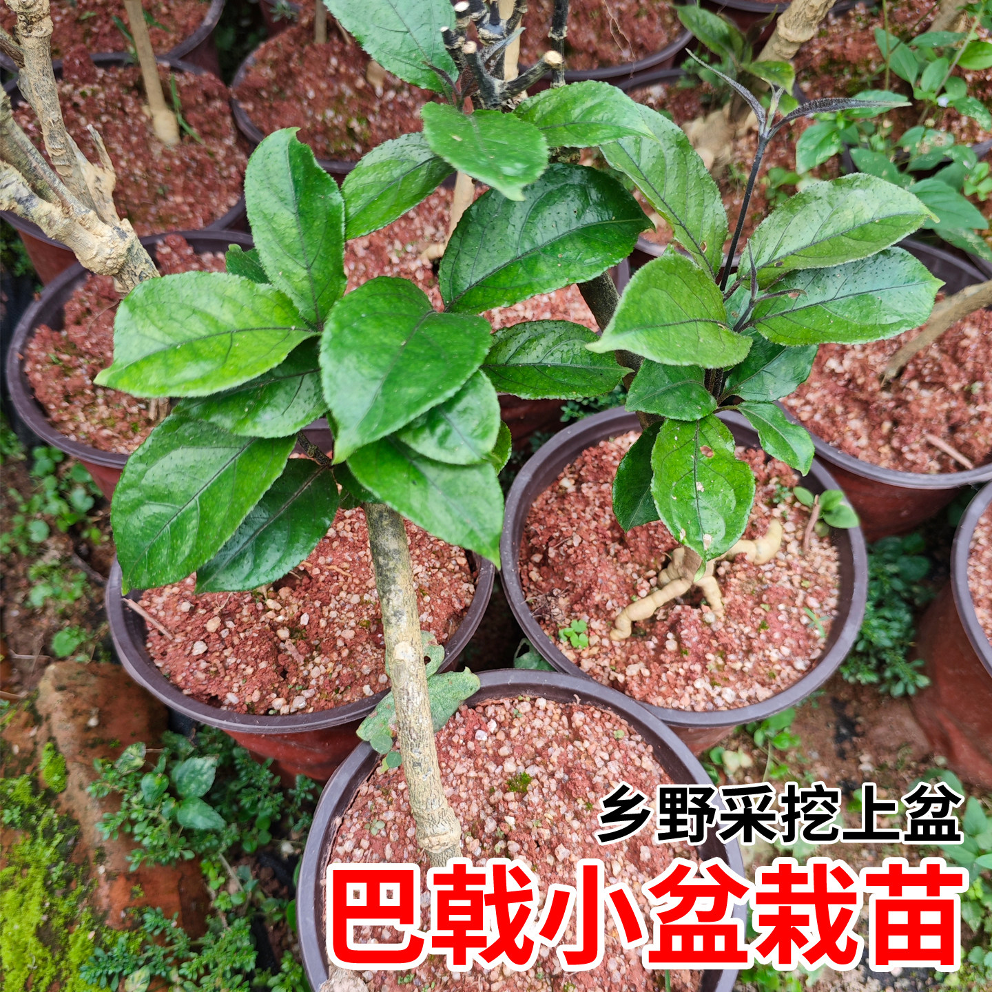 正宗肇庆德庆巴戟苗高要巴戟天苗药材种苗鸡肠风树苗种植带叶带根