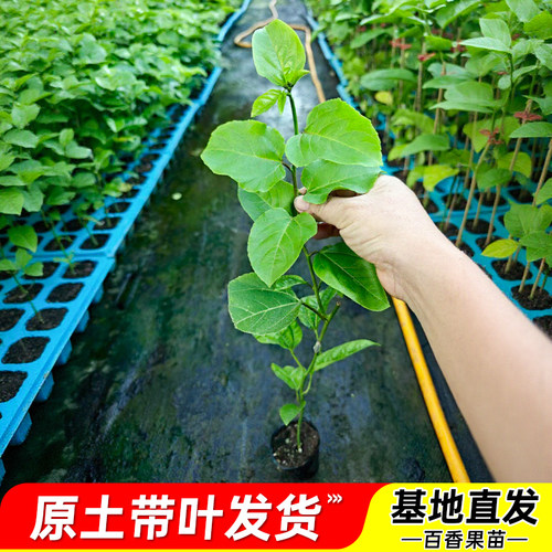 四季结果纯甜黄金百香果苗
