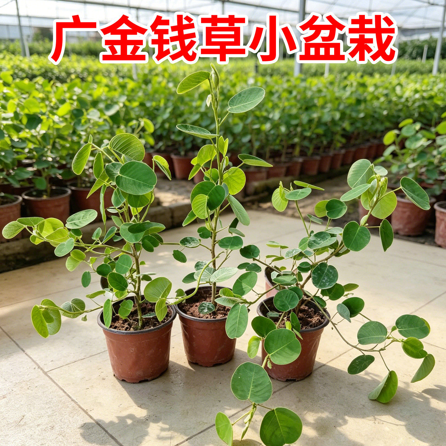 正宗广金钱草种苗溶石排石中草药
