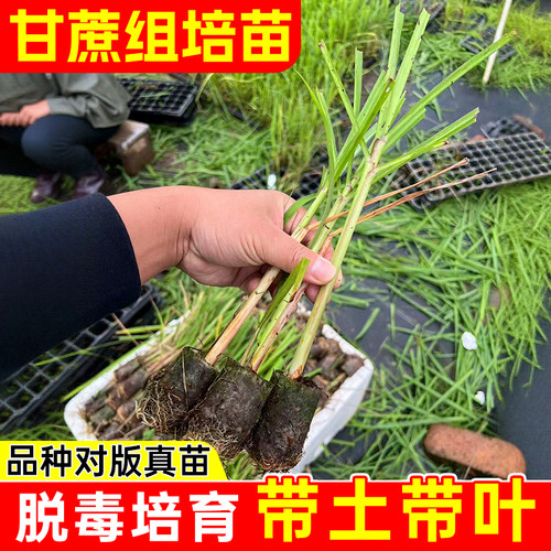 正宗广西黑皮甘蔗组培苗杯苗秧苗南北黄金青皮种苗庭院可种种植甜