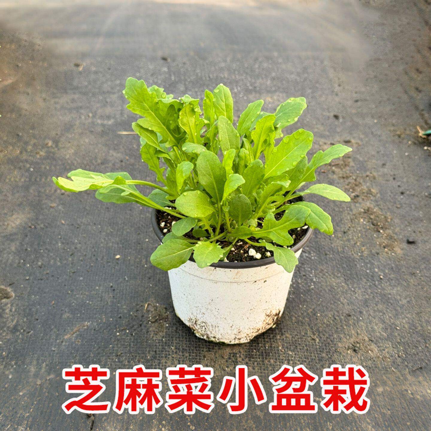 意大利芝麻菜可食用一年生香草蔬菜植物盆栽苗沙拉菜火箭菜臭芸芥