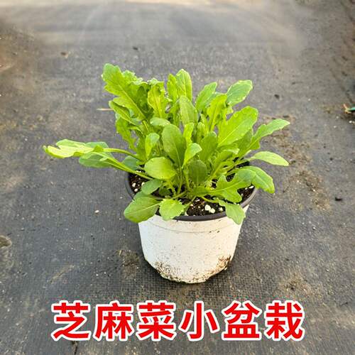 意大利芝麻菜可食用一年生香草蔬菜植物盆栽苗沙拉菜火箭菜臭芸芥