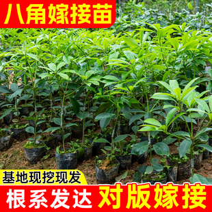 嫁接八角树苗矮化高产大红罗马木王东荣八角苗茴香大料树当年结果