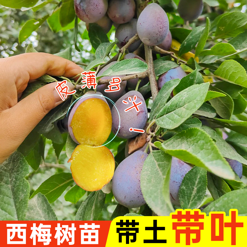 西梅树苗阳台客厅四季种植