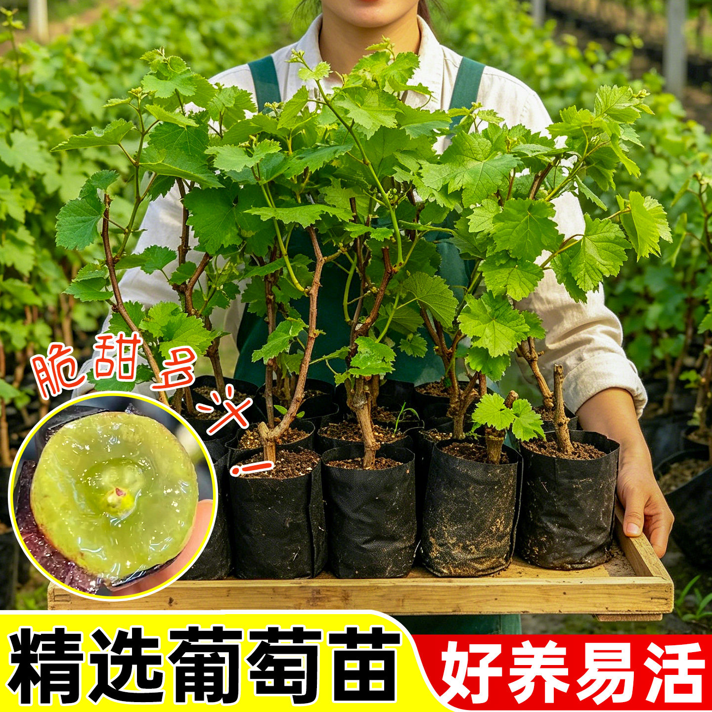 巨峰葡萄苗营养杯苗包成活