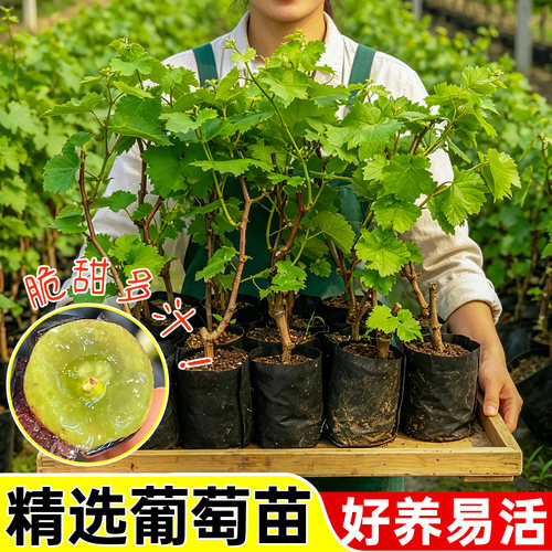 巨峰葡萄苗营养杯苗包成活