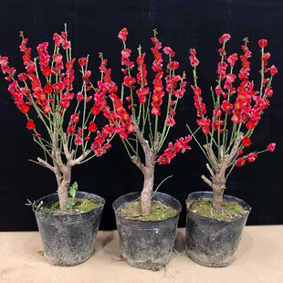 骨里红梅花盆栽树苗庭院阳台四季耐寒花卉植物老桩盆景腊梅带花苞