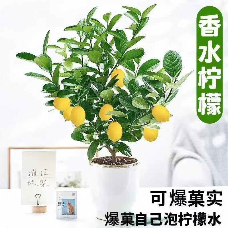 四季柠檬果树苗无有籽香水柠檬树苗嫁接盆地栽南方种植