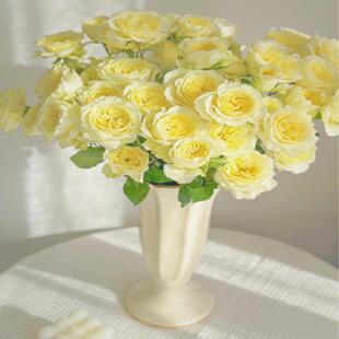 【顺丰冷链】精选暖暖多头玫瑰小众稀有花材家用水培切花淡黄玫瑰