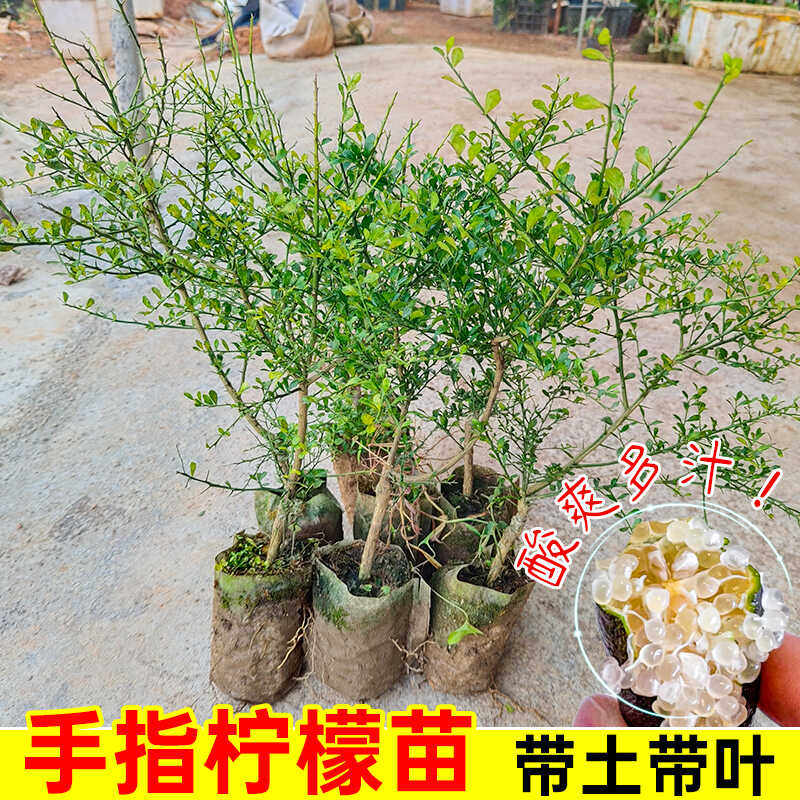 香宾红手指柠檬树苗带土带叶沃科普手指柠檬澳洲指橙盆栽南方种植