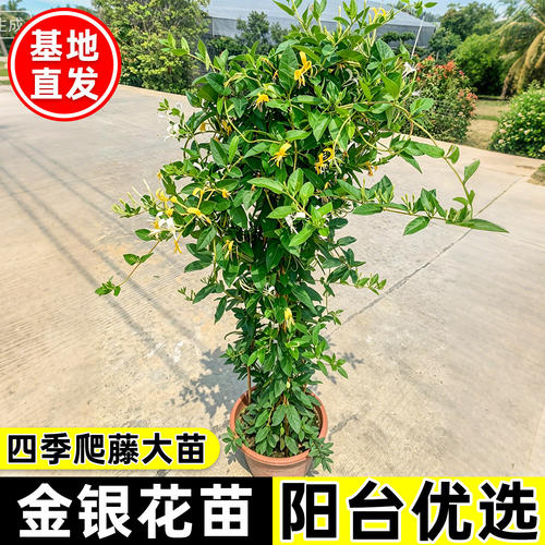 金银花苗耐热耐寒植物鸳鸯藤树苗爬藤攀援花卉浓香金银花盆栽食用