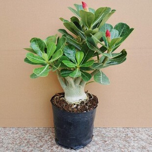 重瓣老桩沙漠玫瑰盆栽四季开花好养室内多色阳台花卉绿植盆景多肉