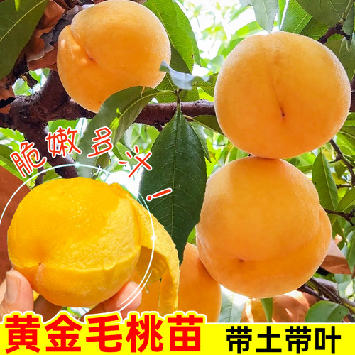 嫁接黄桃树苗当年结果桃子果树