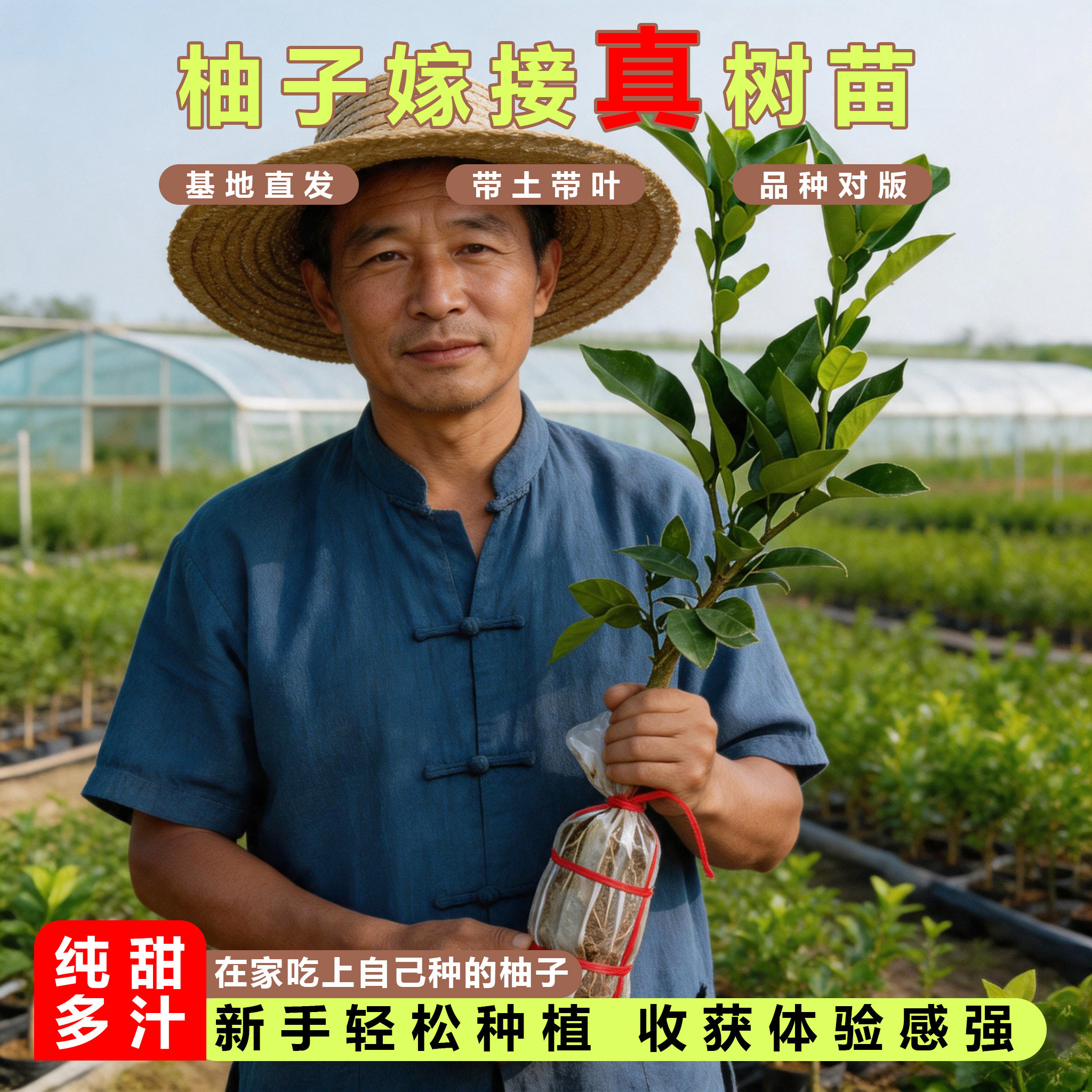 柚子树苗果树广西大沙田柚红心蜜柚南方种植地栽高产耐寒特大果苗
