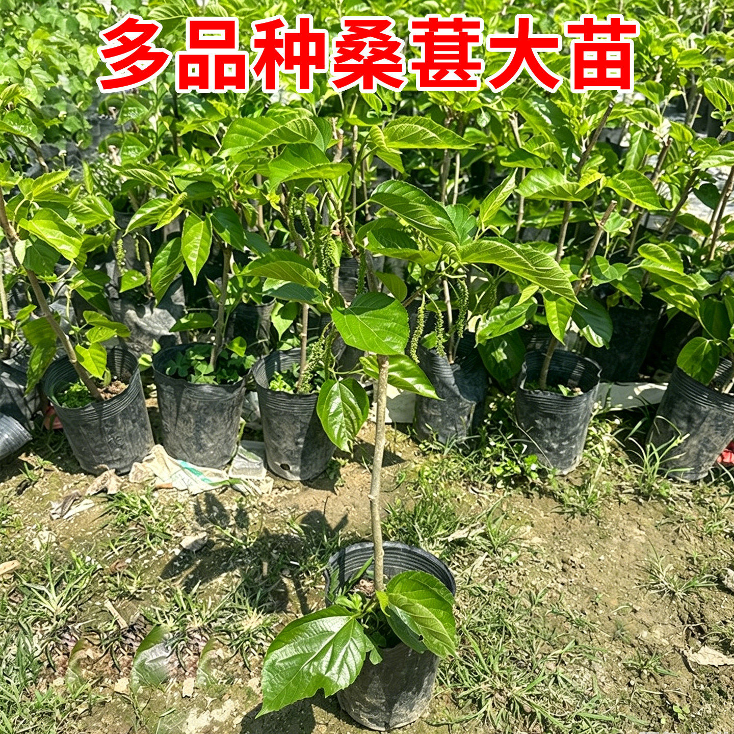 正宗桑葚果树桑果四季台湾大十长果大果桑子盆栽庭院阳台种植