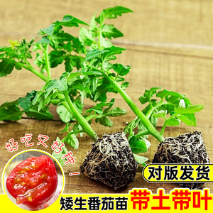 大红番茄种苗超甜超大红果