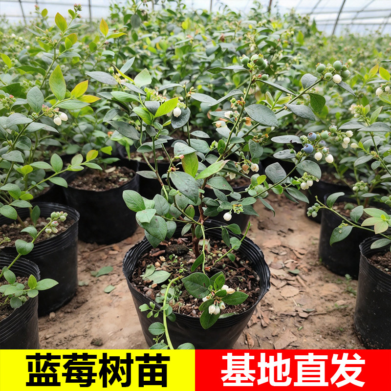 当年结果大果蓝莓盆栽地栽