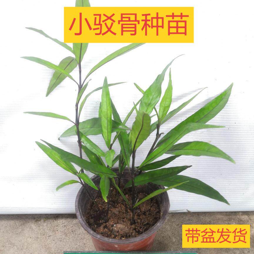 中草药紫红梗小驳骨小接骨骨碎草大力王长生木带根带叶子种苗鲜叶