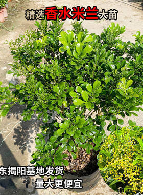 米兰花苗庭院驱蚊虫植物绿植花卉浓香花好养花卉香水米兰多季花卉