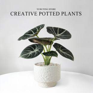 黑天鹅海芋办公室桌面小绿植室内盆栽幼儿园网红竹芋工位好养植物