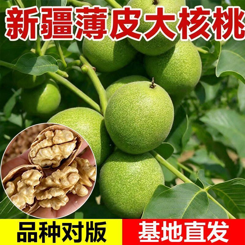 嫁接薄皮核桃树苗南北方种植庭院地栽盆栽早实丰产当年结果易种植