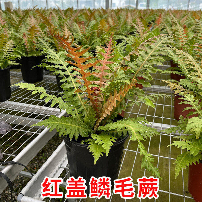 彩虹蕨红盖鳞毛蕨室内盆栽庭院花园观叶植物四季长青耐寒蕨类品种