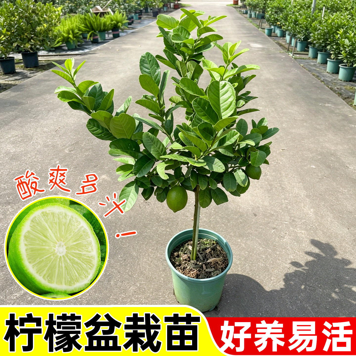 香水柠檬树盆栽水果树苗客厅绿植物带果可食用室内外阳台四季结果