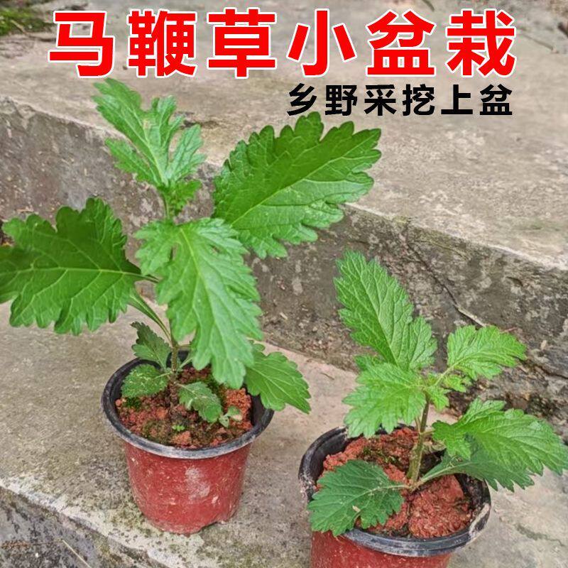 药用马鞭草种苗铁马鞭种子紫顶龙芽草野荆芥蜻蜓草多年生中草药苗