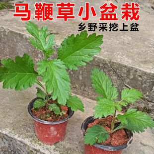 药用马鞭草种苗铁马鞭种子紫顶龙芽草野荆芥蜻蜓草多年生中草药苗