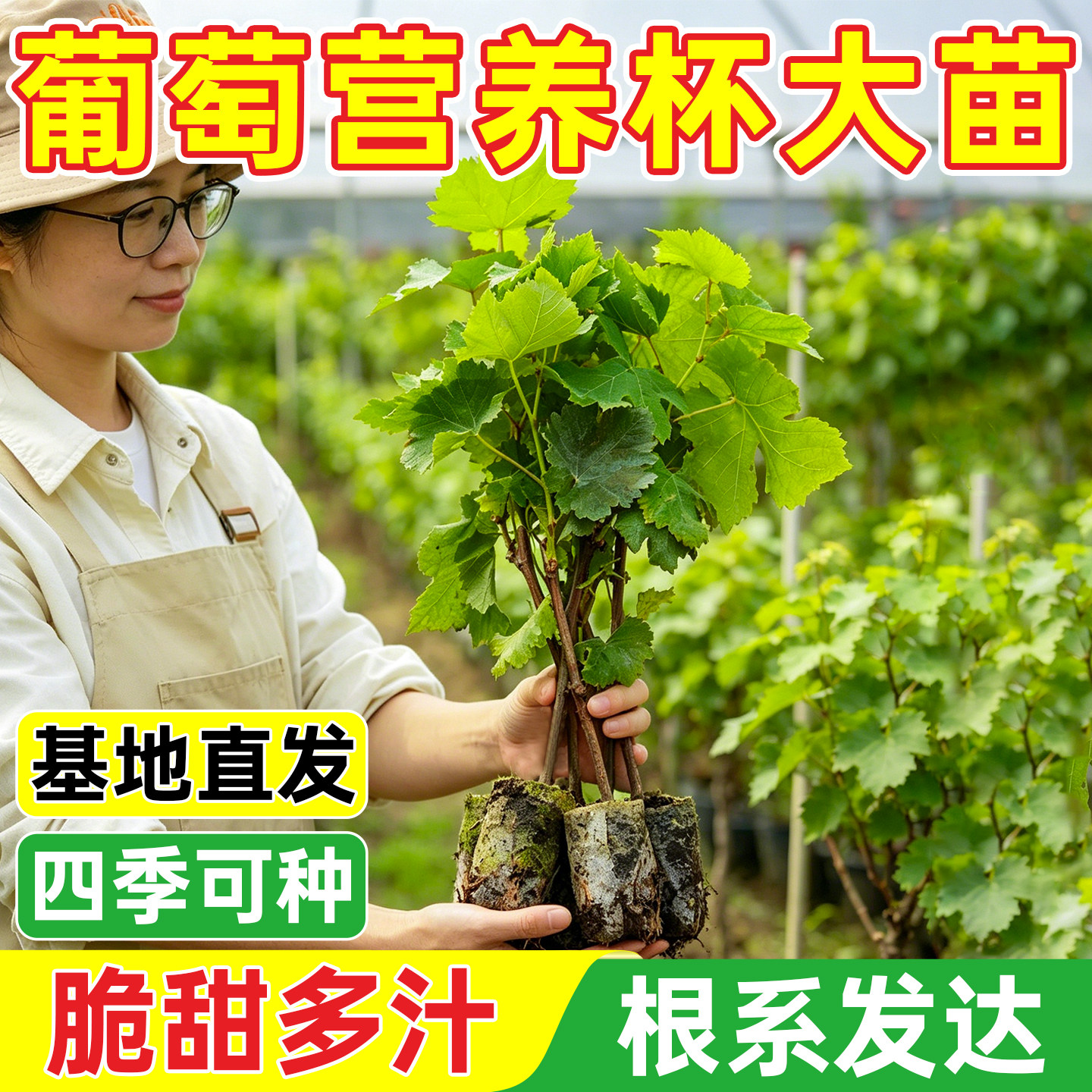 巨峰葡萄树苗果苗夏黑提子爬藤带土带叶无核南北方盆地栽当年结果