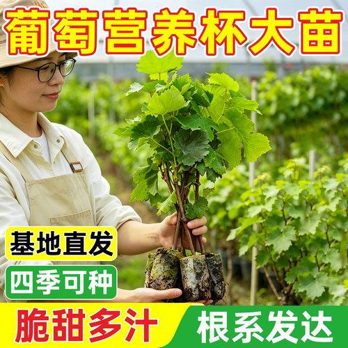 巨峰爬藤果多提子盆栽地栽