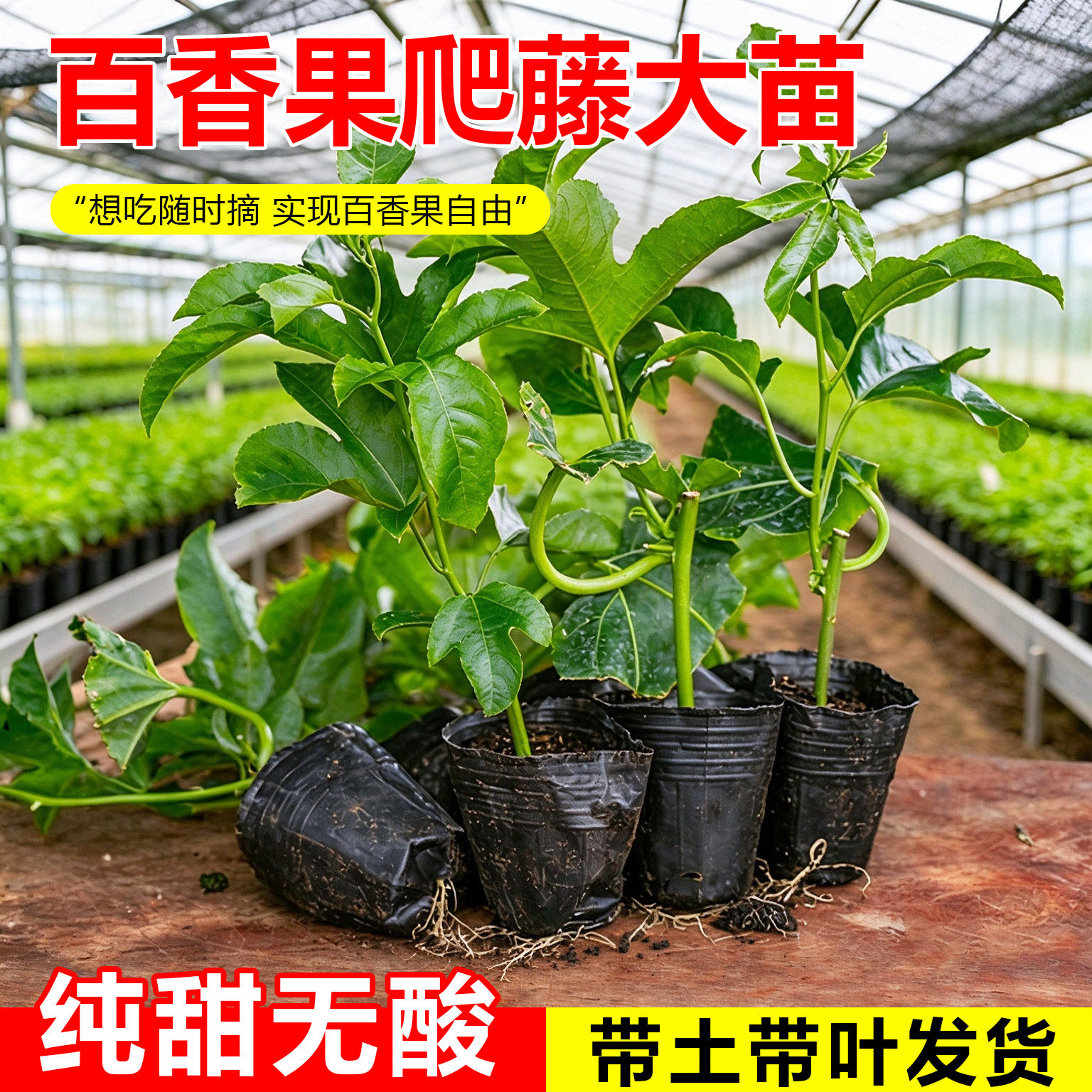 百香果苗四季结果黄金百香果树苗营养杯四季南方当年结果阳台盆栽