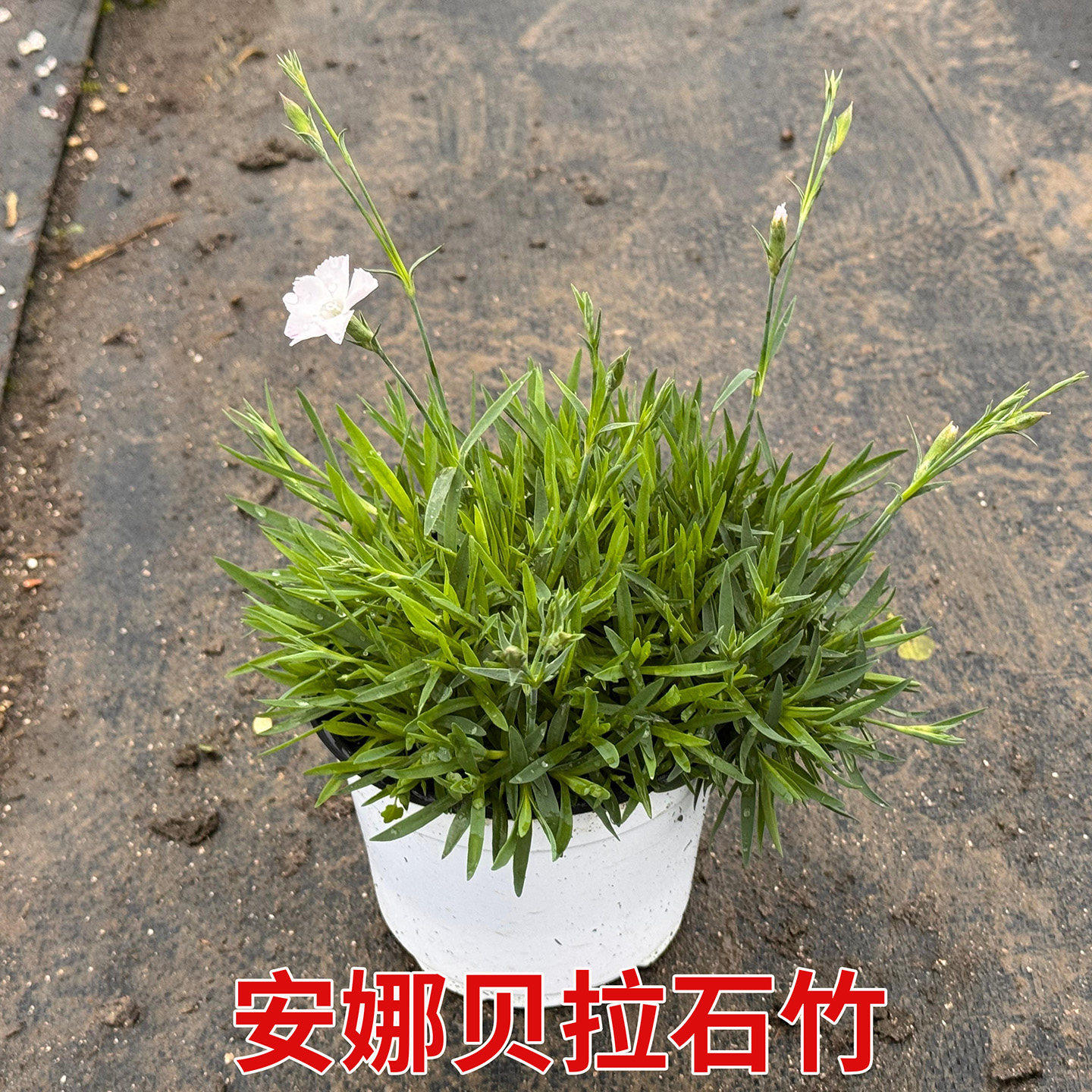 安娜贝拉石竹盆栽耐寒绿化庭院四季草坪多年生花期长耐旱开花宿根