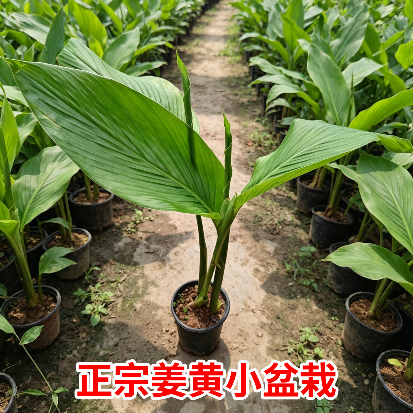 正宗姜黄种苗小黄姜苗生姜苗