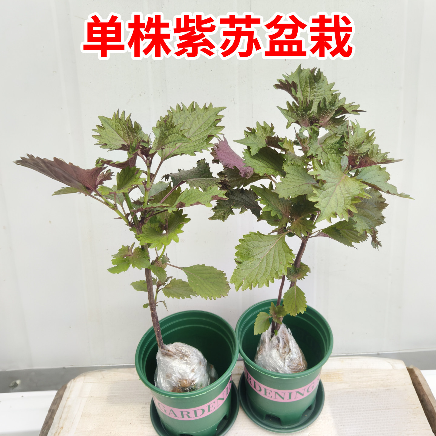 紫苏苗带土球老品种中草药苗盆栽庭院室内种植可食用蔬菜苗易成活